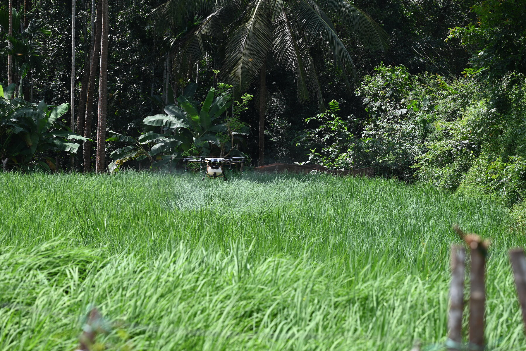 Drone nông nghiệp tích hợp AI bay trên cánh đồng lúa, chụp ảnh đa phổ để phân tích tình trạng cây trồng