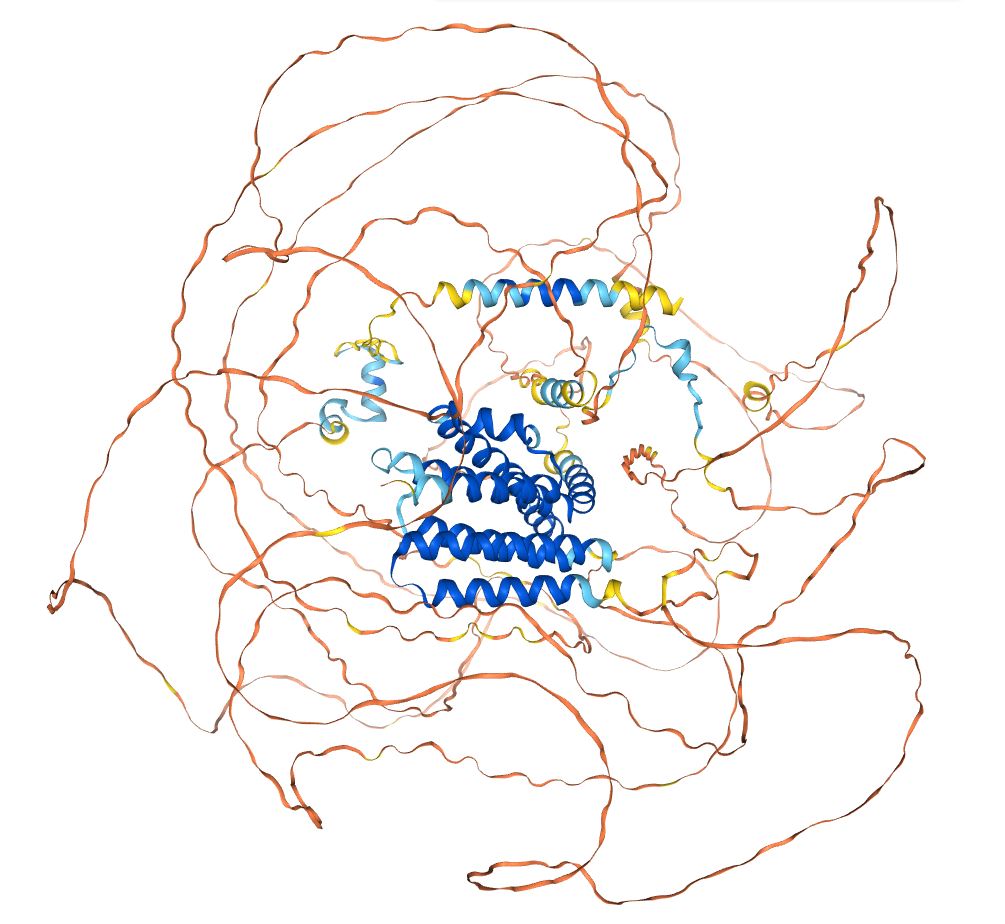 Cấu trúc ba chiều của protein AFF1 được AlphaFold dự đoán, thể hiện rõ các đoạn xoắn alpha và tấm beta